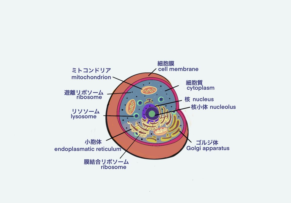 細胞イラスト