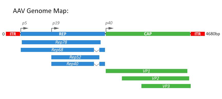 [rAAV-Design] – 治療用AAV Vectorの設計 – 考慮事項 – ID12947 [2020/06/24 ...